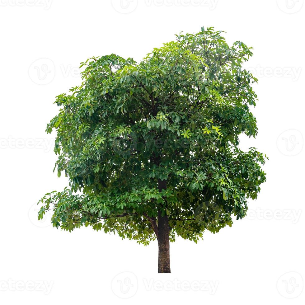 albero verde isolato su sfondo bianco foto