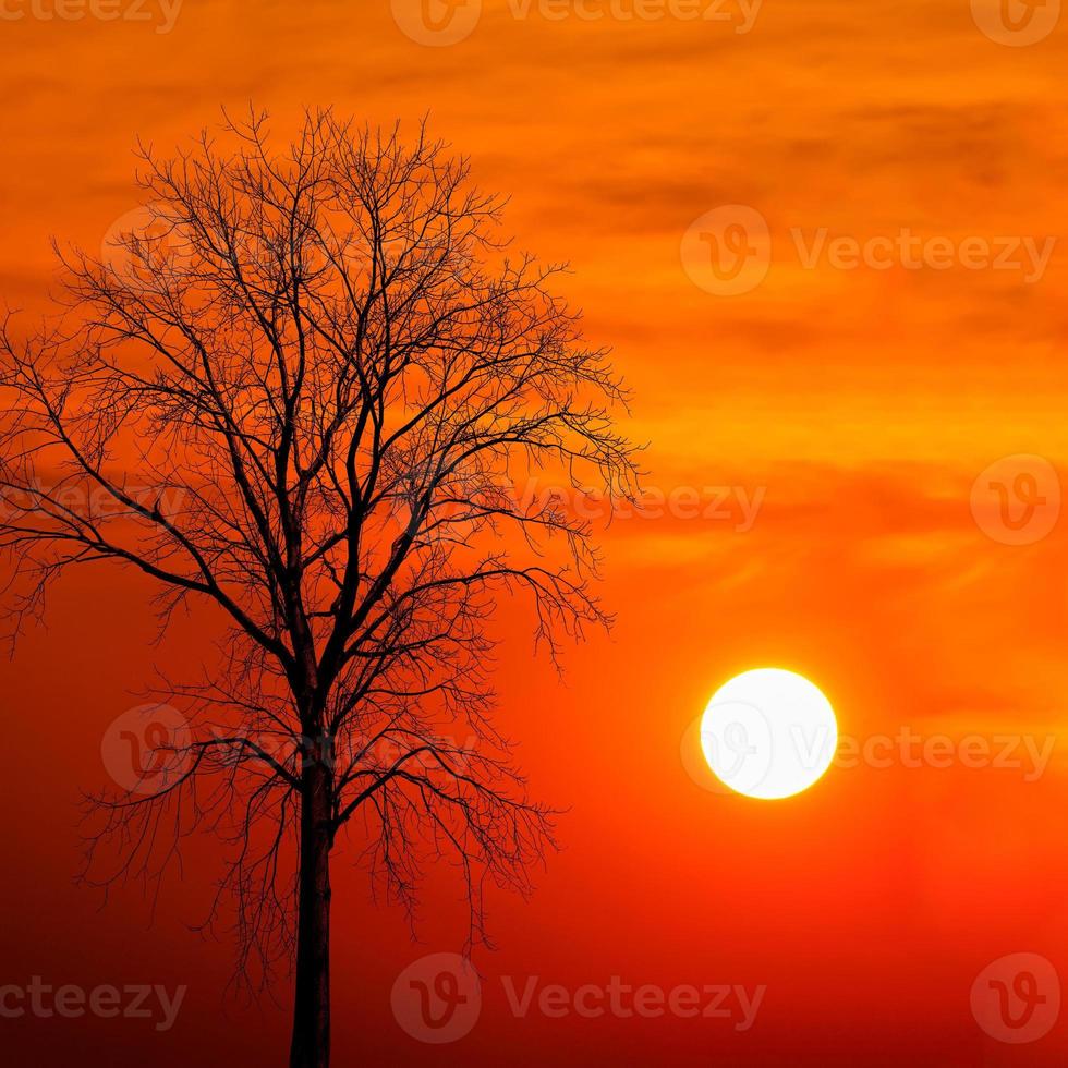 sagoma albero morto al tramonto foto