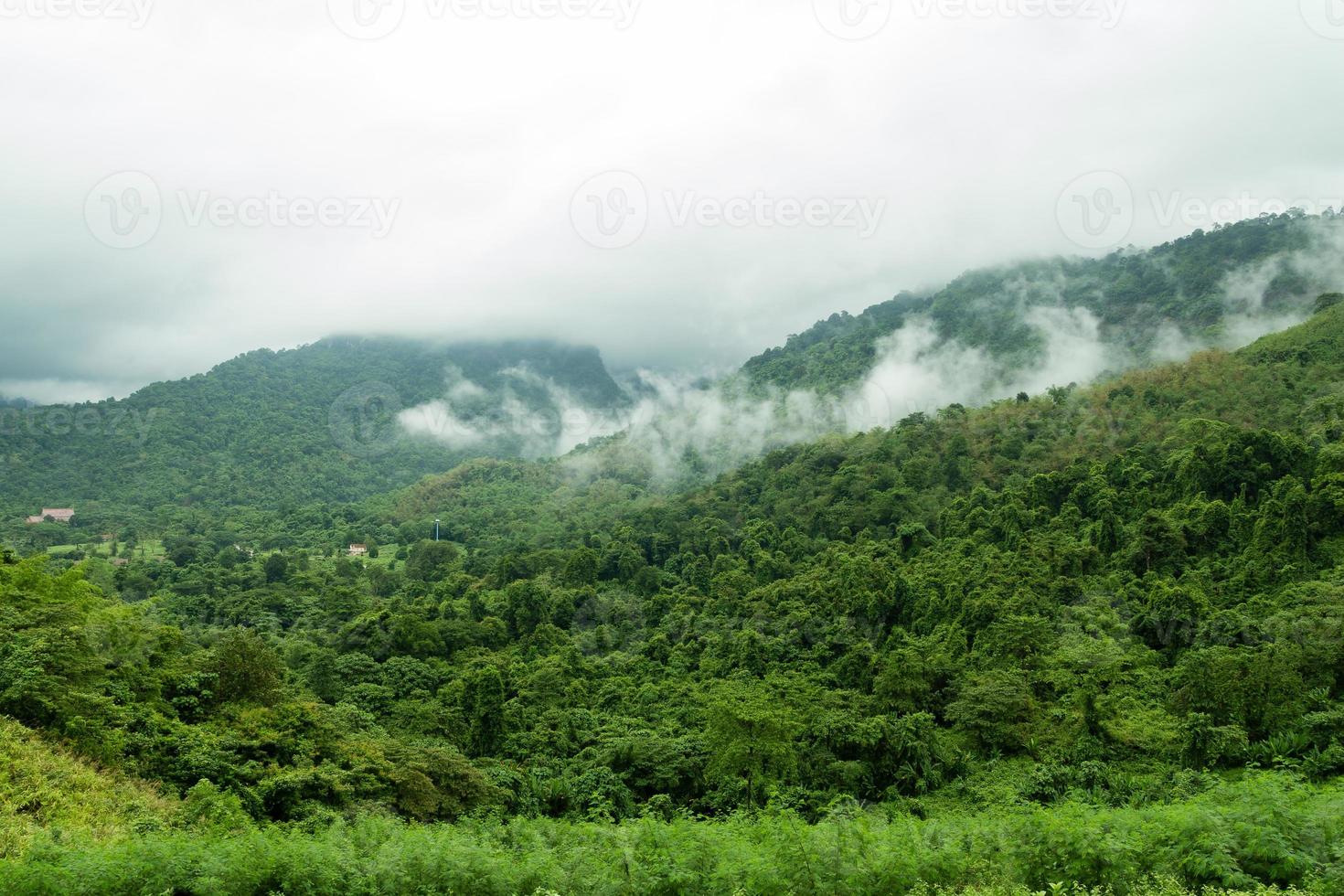 paesaggio di montagna della foresta con nebbia nella campagna della thailandia foto