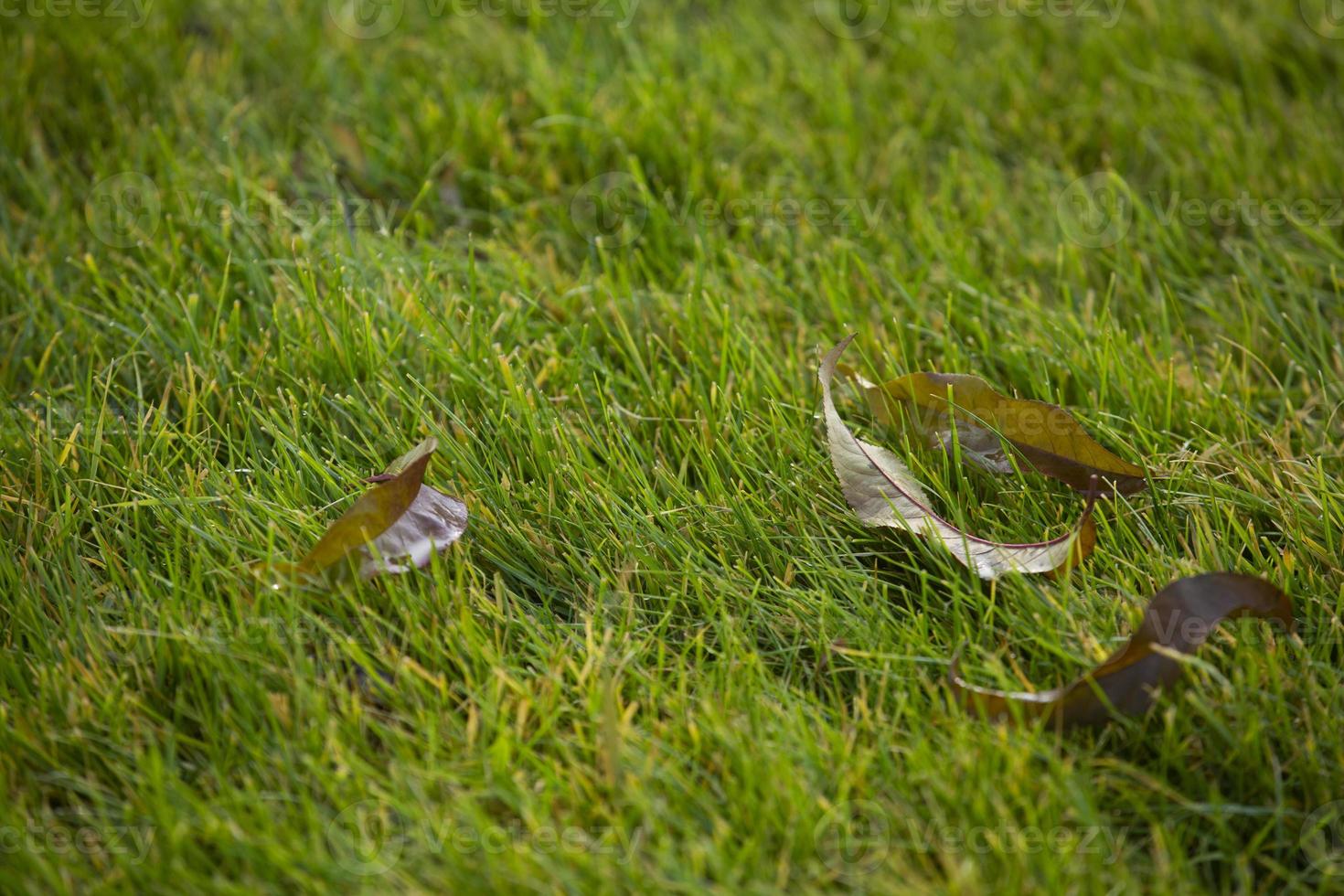 mucchio di foglie autunnali sull'erba erba verde foto