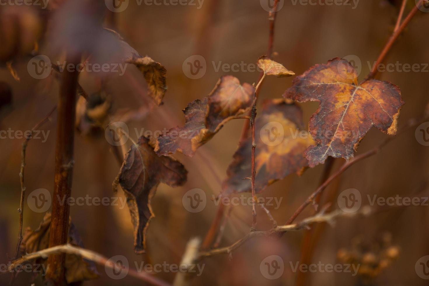 belle foglie autunnali sul cespuglio foto