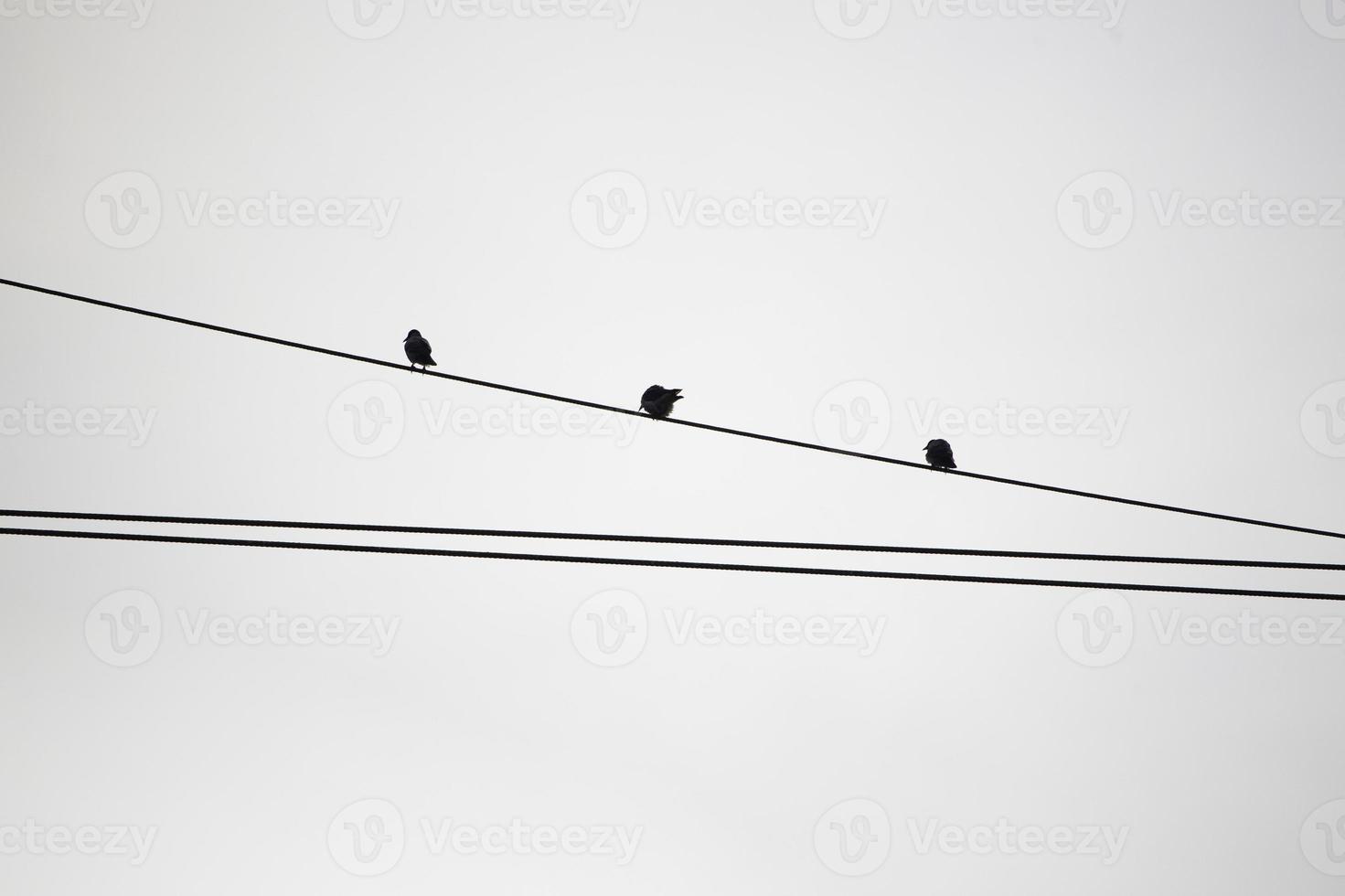 uccelli sui fili contro il cielo foto