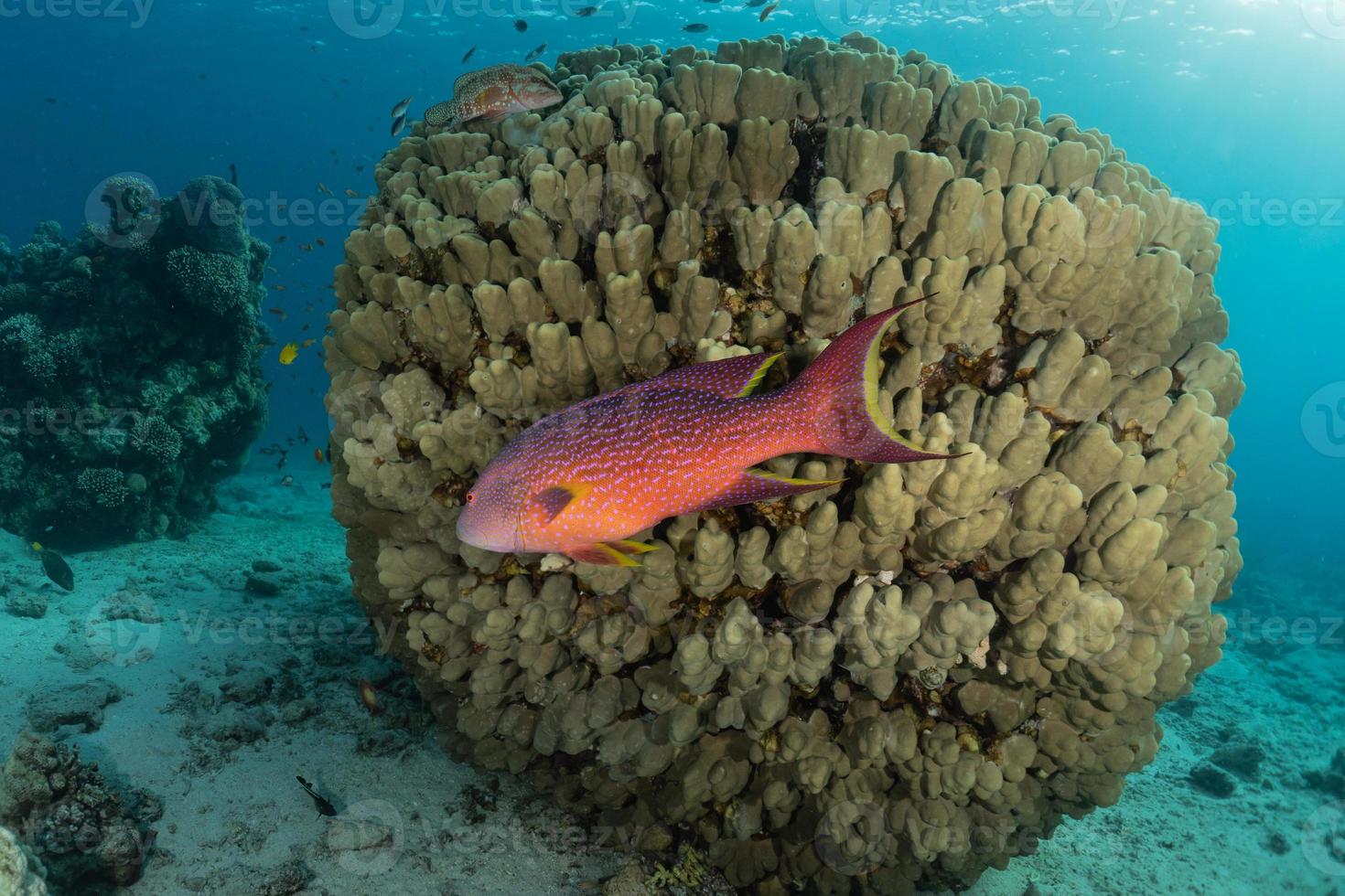 i pesci nuotano nel mar rosso, pesci colorati, eilat israele foto