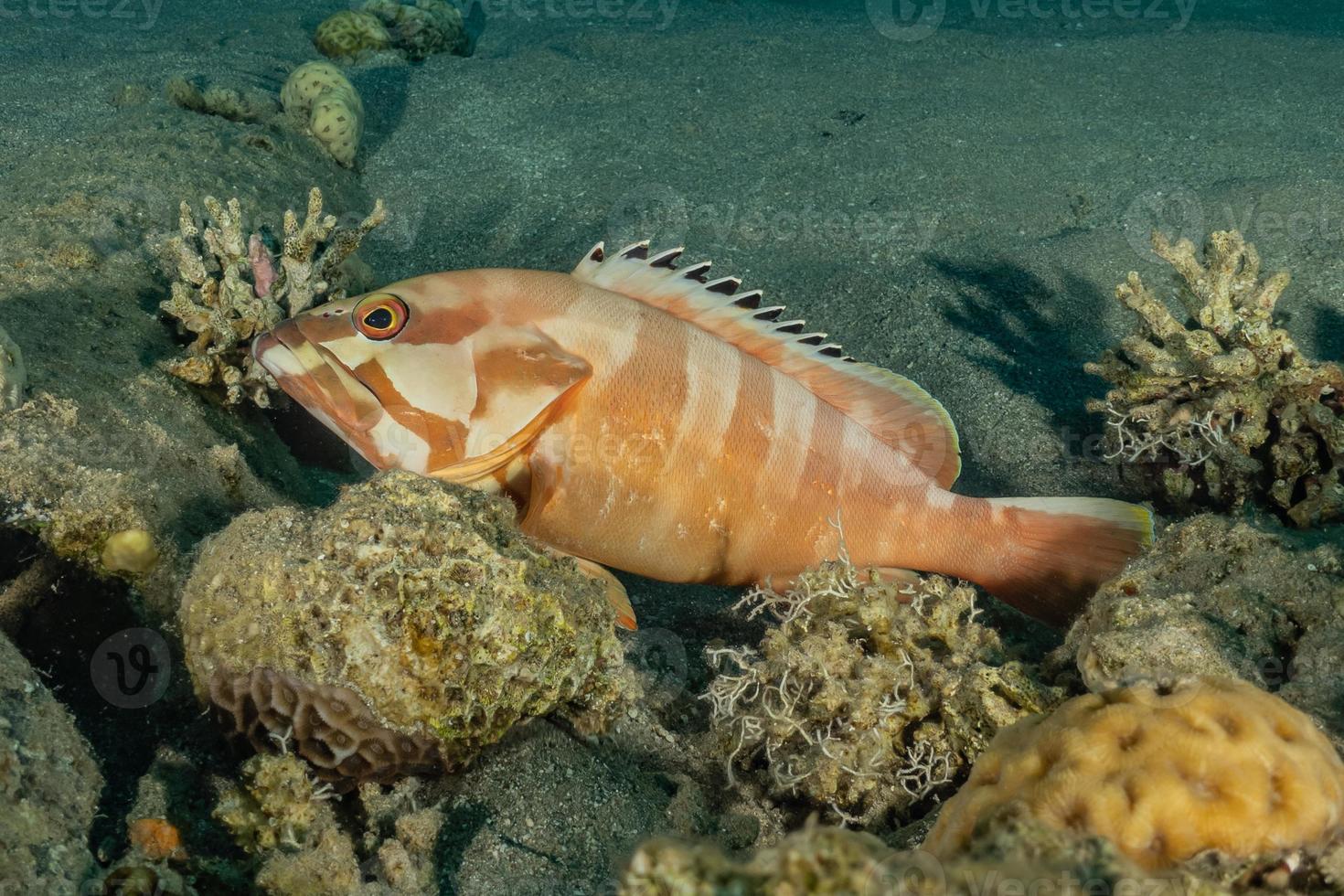 i pesci nuotano nel mar rosso, pesci colorati, eilat israele foto