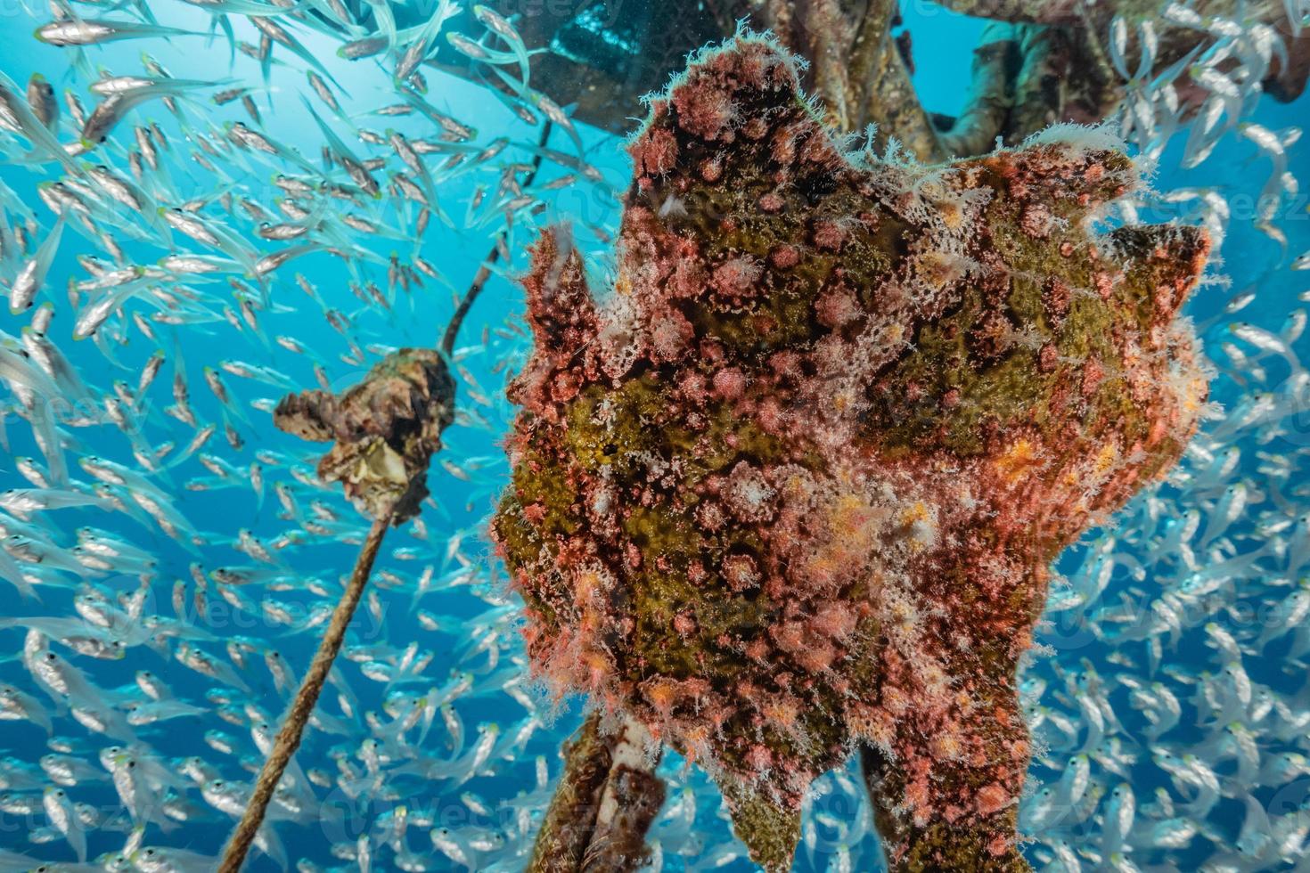 i pesci nuotano nel mar rosso, pesci colorati, eilat israele foto