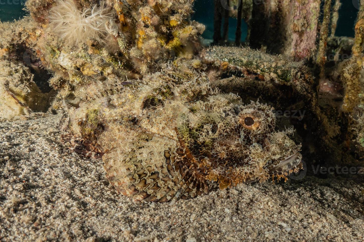 i pesci nuotano nel mar rosso, pesci colorati, eilat israele foto