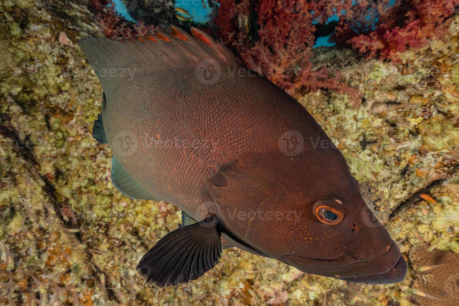 i pesci nuotano nel mar rosso, pesci colorati, eilat israele foto