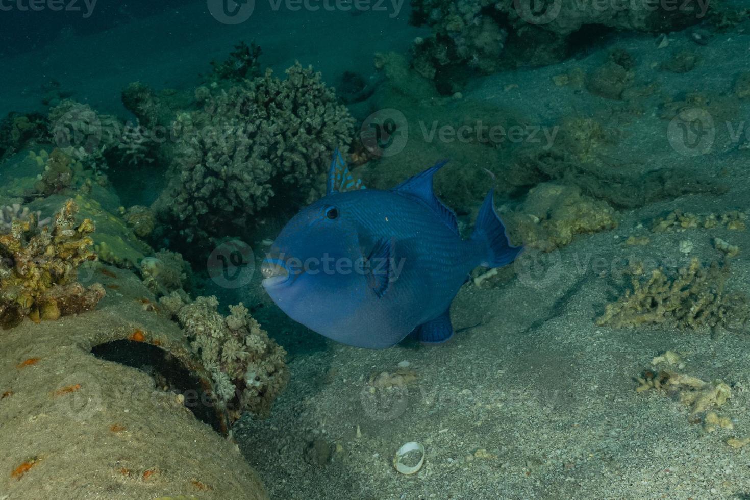 i pesci nuotano nel mar rosso, pesci colorati, eilat israele foto