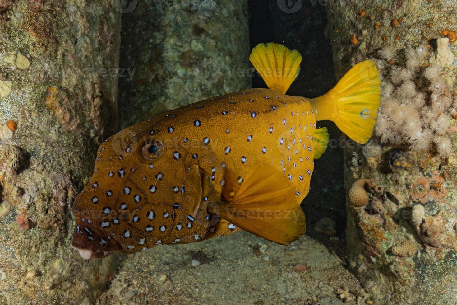 i pesci nuotano nel mar rosso, pesci colorati, eilat israele foto