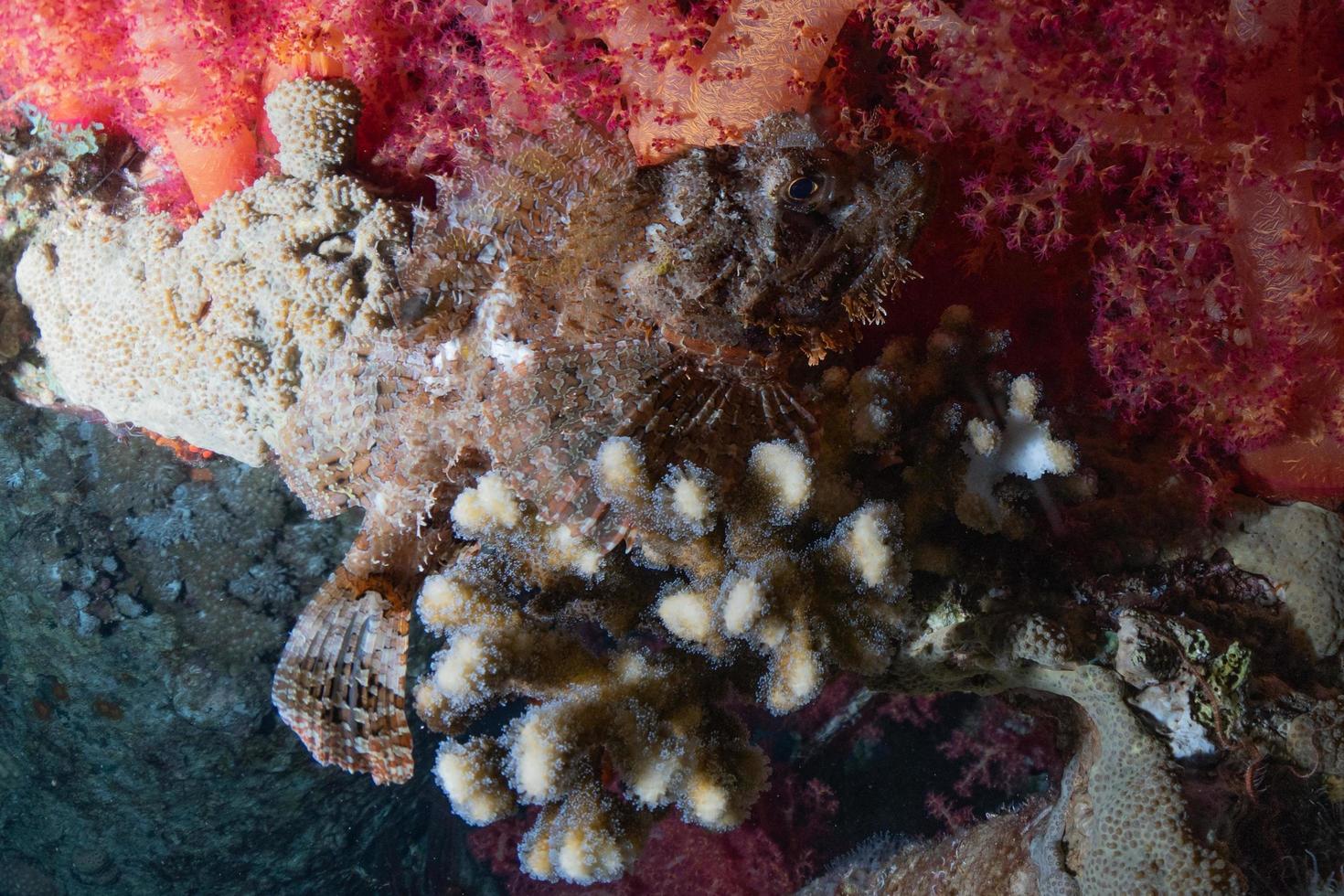 barriera corallina e piante acquatiche nel mar rosso, eilat israele foto