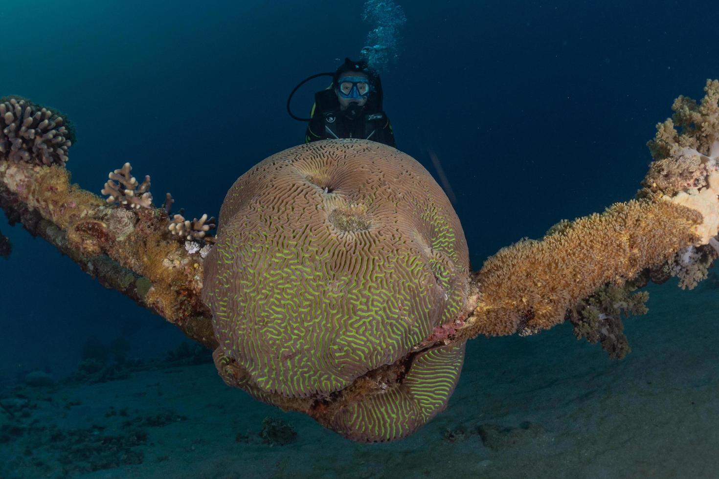 barriera corallina e piante acquatiche nel mar rosso, eilat israele foto