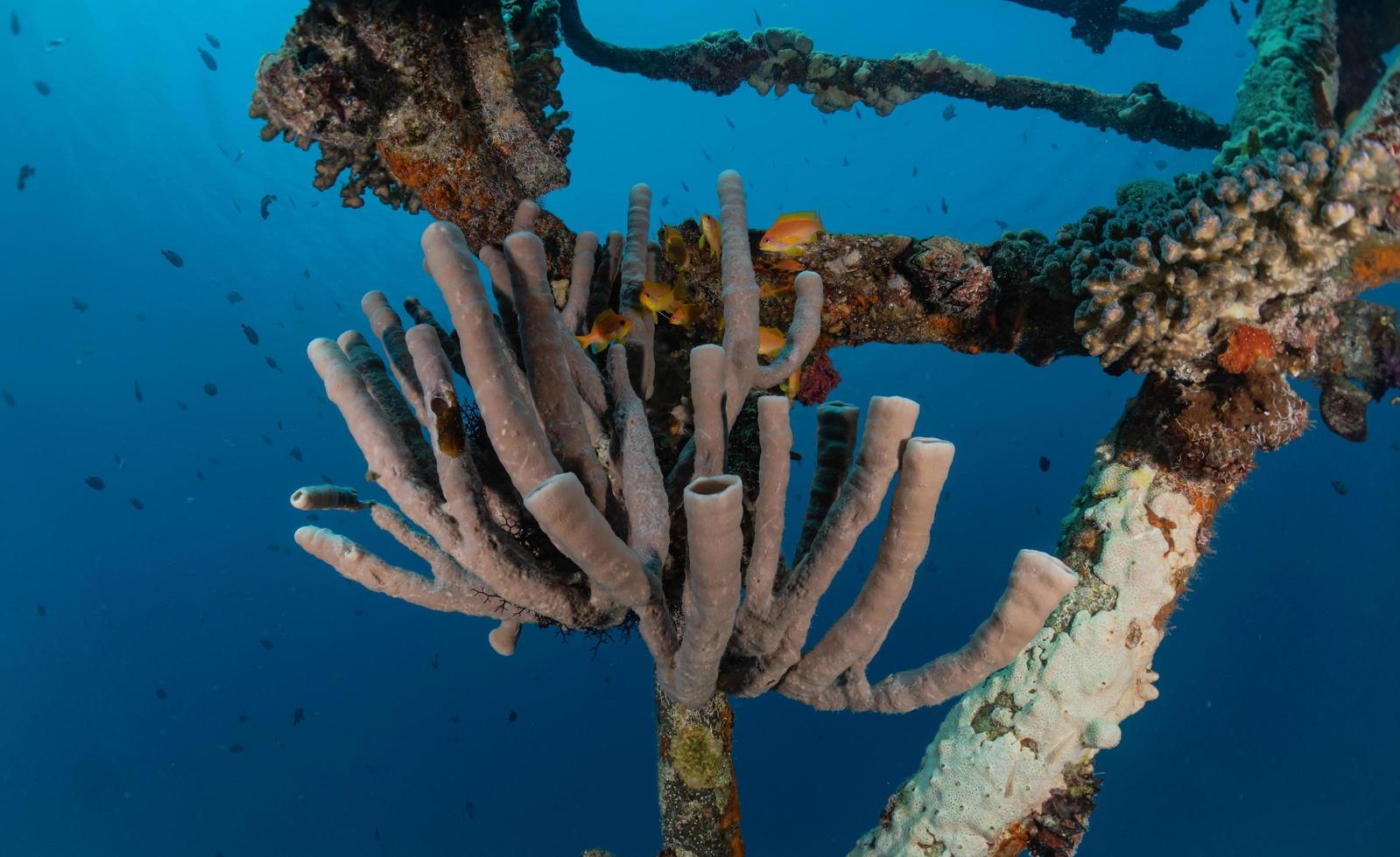 barriera corallina e piante acquatiche nel mar rosso, eilat israele foto