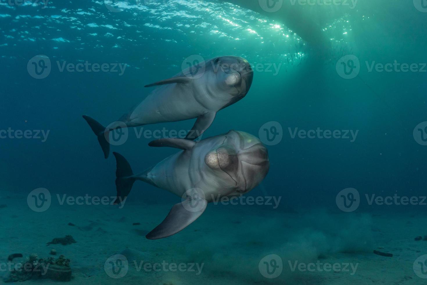 delfino che nuota nel mar rosso, eilat israele foto