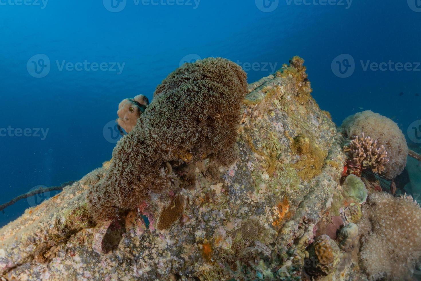 barriera corallina e piante acquatiche nel mar rosso, eilat israele foto