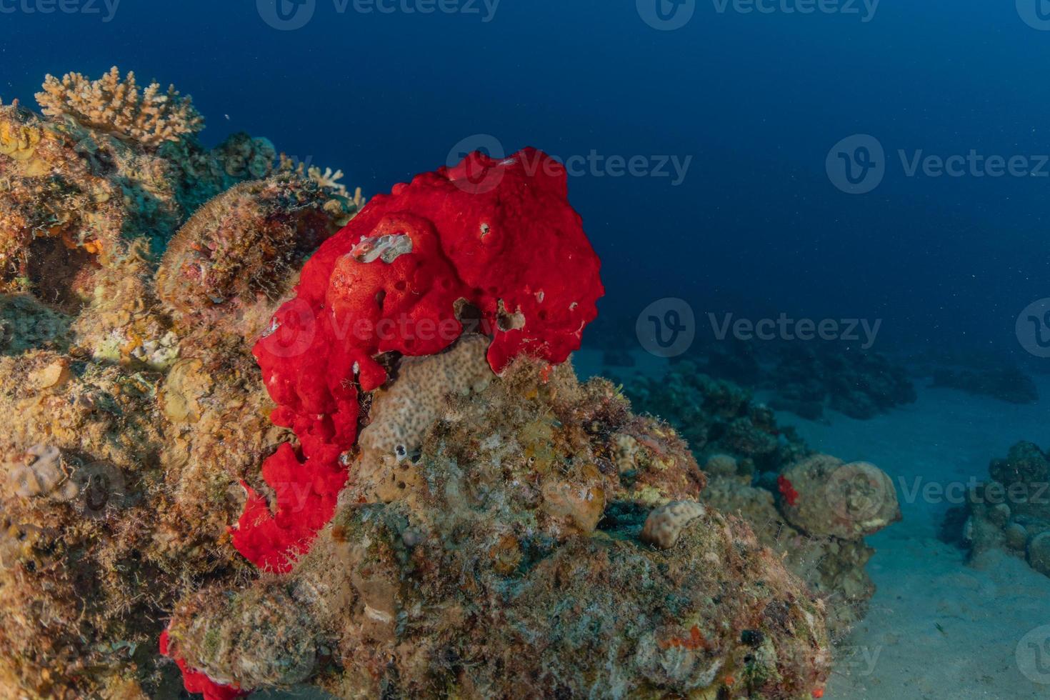 barriera corallina e piante acquatiche nel mar rosso, eilat israele foto