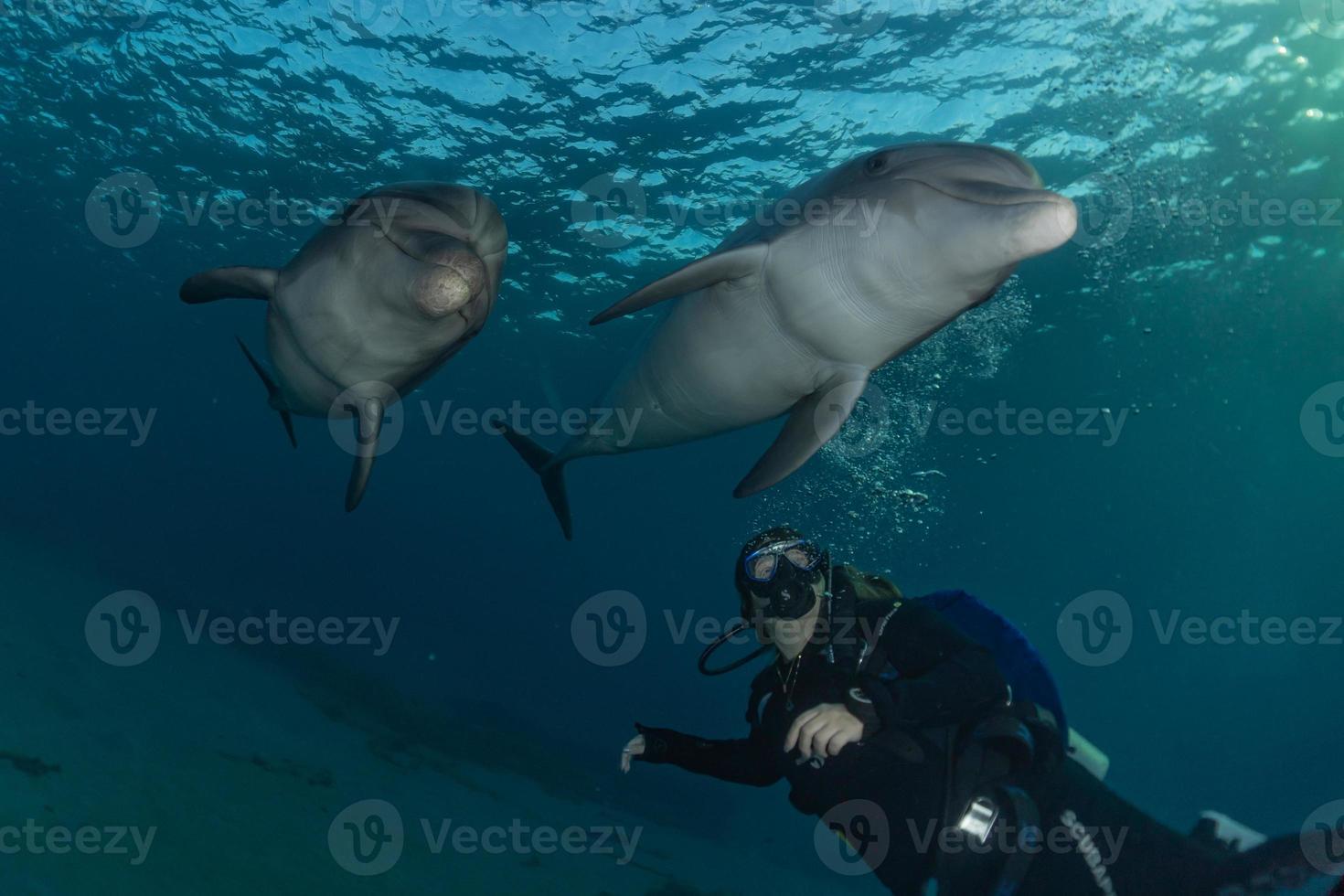 delfino che nuota nel mar rosso, eilat israele foto