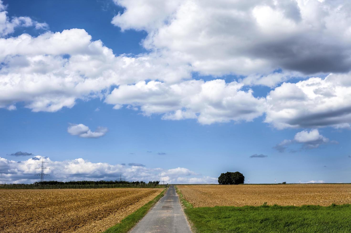 campo di punte di piante agricole in natura foto