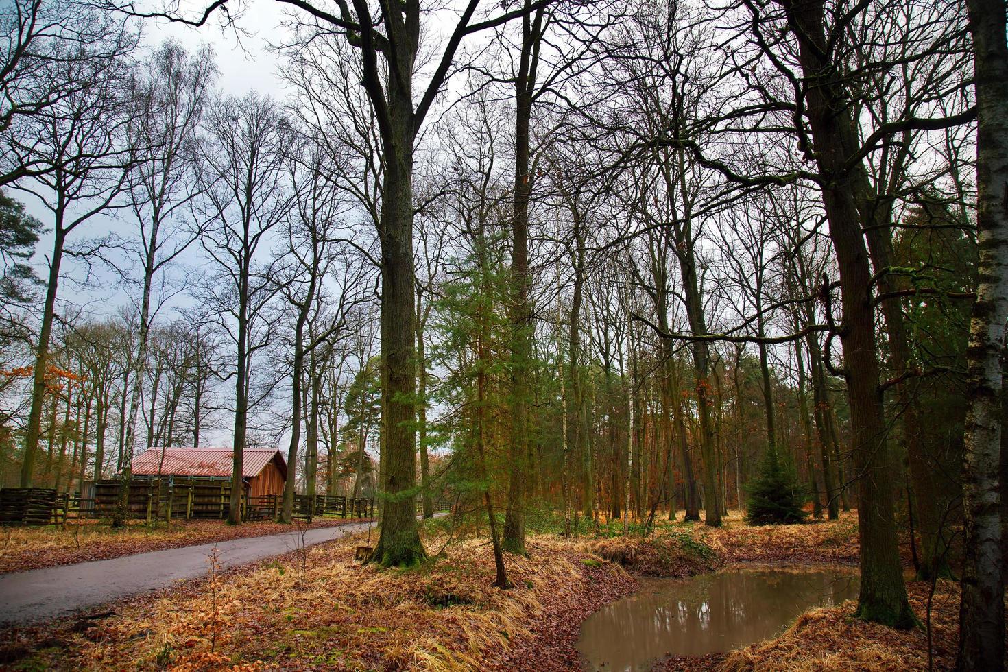 bella foresta nella stagione autunnale foto