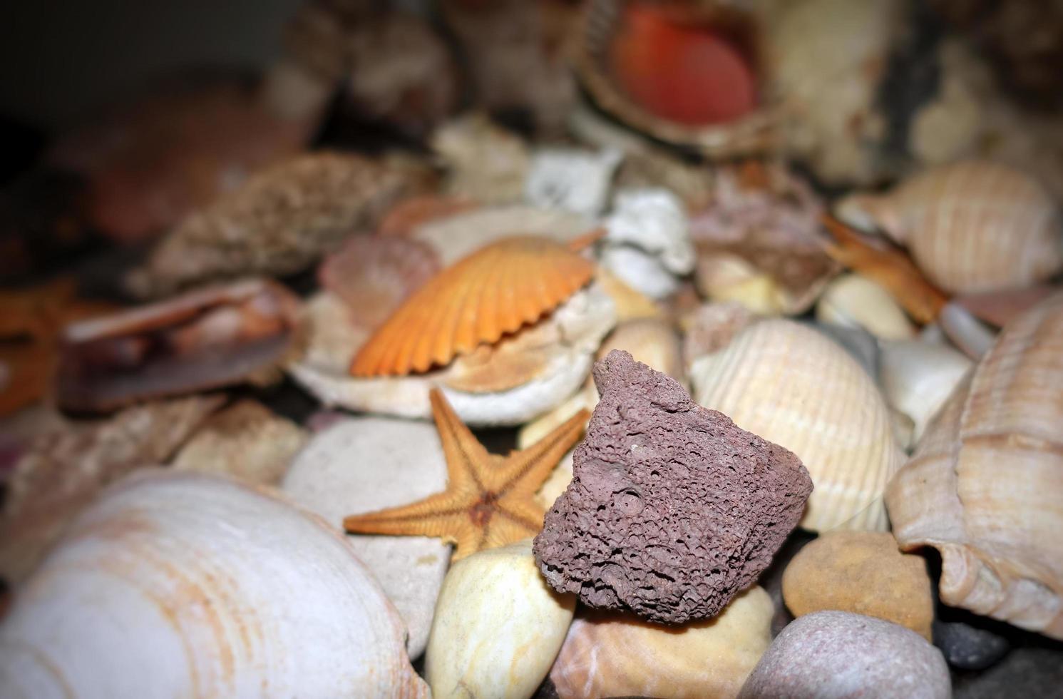 pesce essiccato animale marino e conchiglia foto