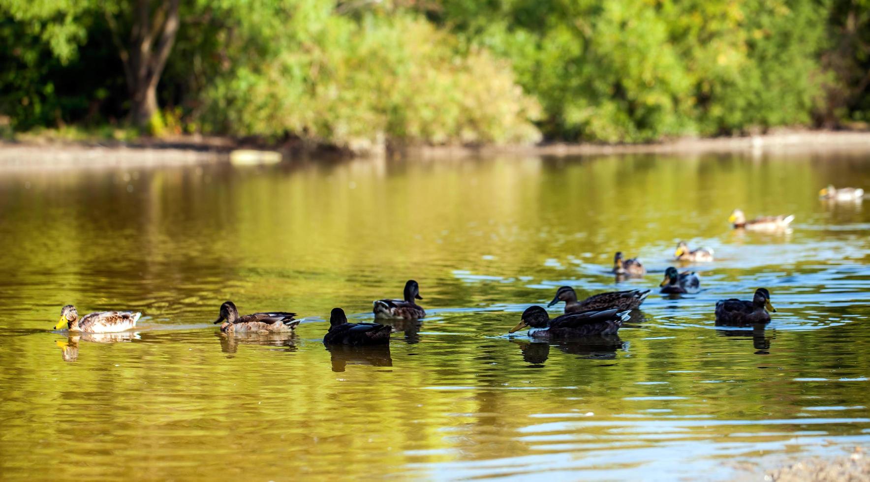 dolce animale uccello anatra nel lago in natura foto