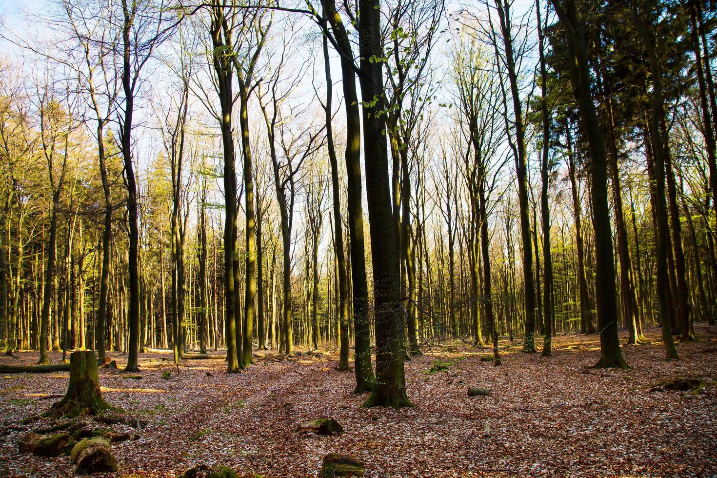 alberi in natura nel parco foto