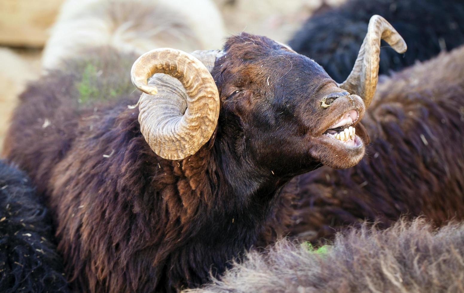 un mammifero di fattoria animale pecora che guarda foto