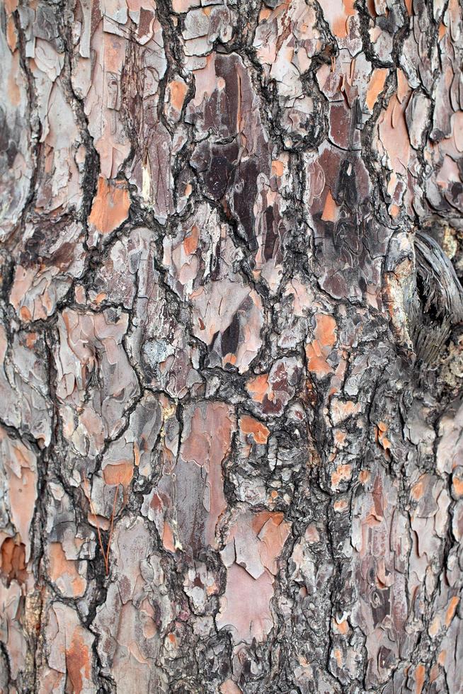 tronco di corteccia di albero naturale foto