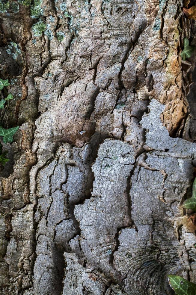 tronco di corteccia di albero naturale foto