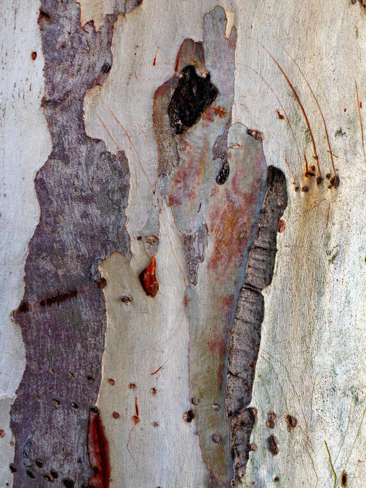 tronco di corteccia di albero naturale foto