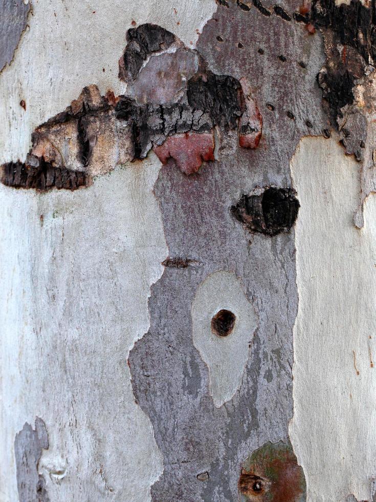 tronco di corteccia di albero naturale foto