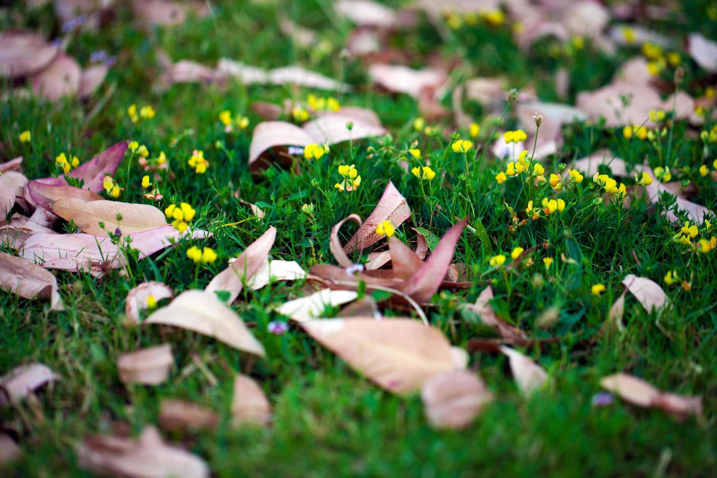 autunno autunno foglie secche flora stagionale concept foto