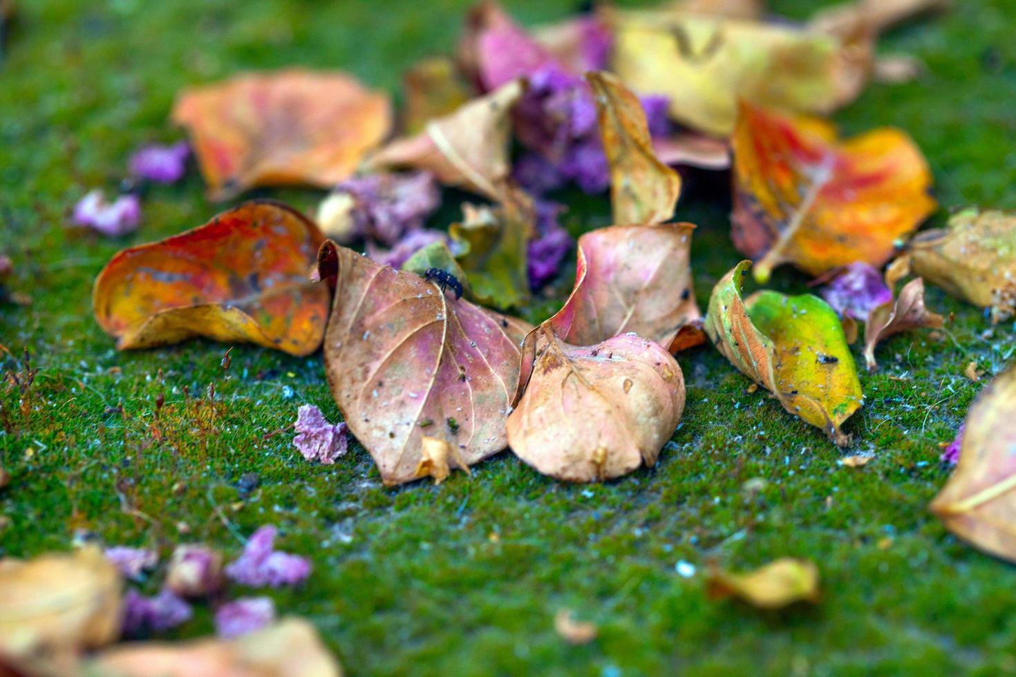 autunno autunno foglie secche flora stagionale concept foto