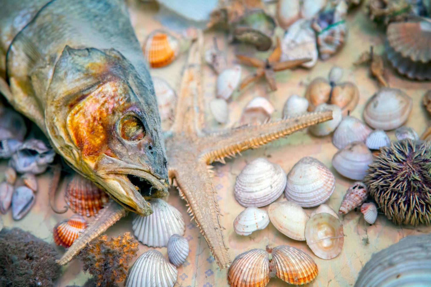 pesce essiccato animale marino e conchiglia foto