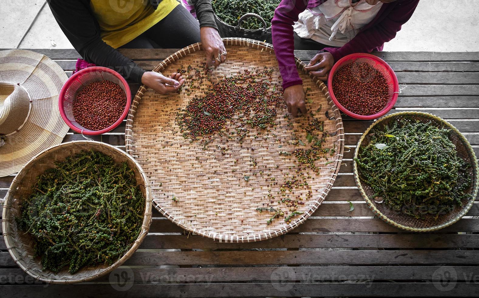 lavoratori agricoli che selezionano e selezionano i grani di pepe di pepe fresco sulla piantagione in kampot cambogia foto