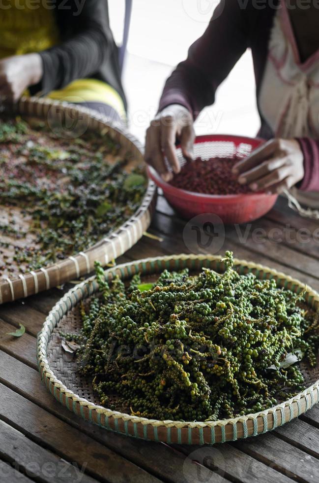 lavoratori agricoli che selezionano e selezionano i grani di pepe di pepe fresco sulla piantagione in kampot cambogia foto