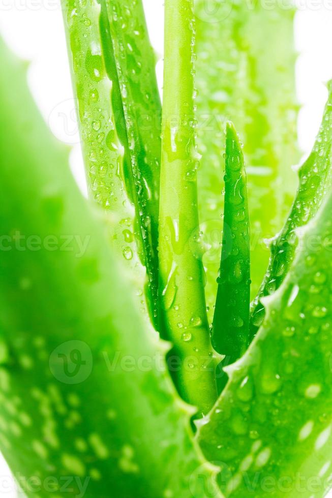 aloe vera su sfondo bianco foto