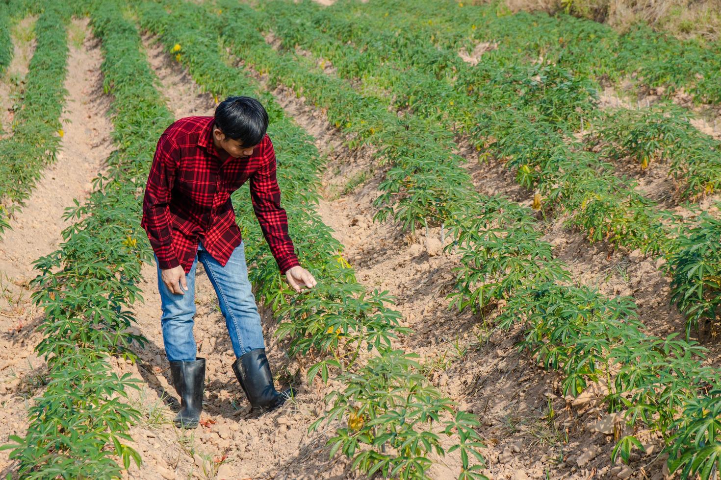 uomini di agricoltori asiatici che camminano intorno alla crescita della manioca foto