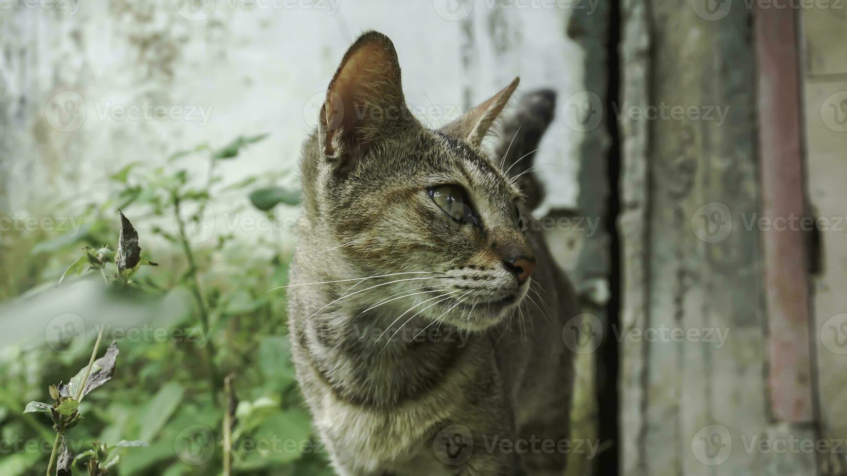 carino domestico gatto nel il giardino. selettivo messa a fuoco. ritratto di un' selvaggio gatto nel un' naturale ambiente. seduta, in piedi, vicino su. foto
