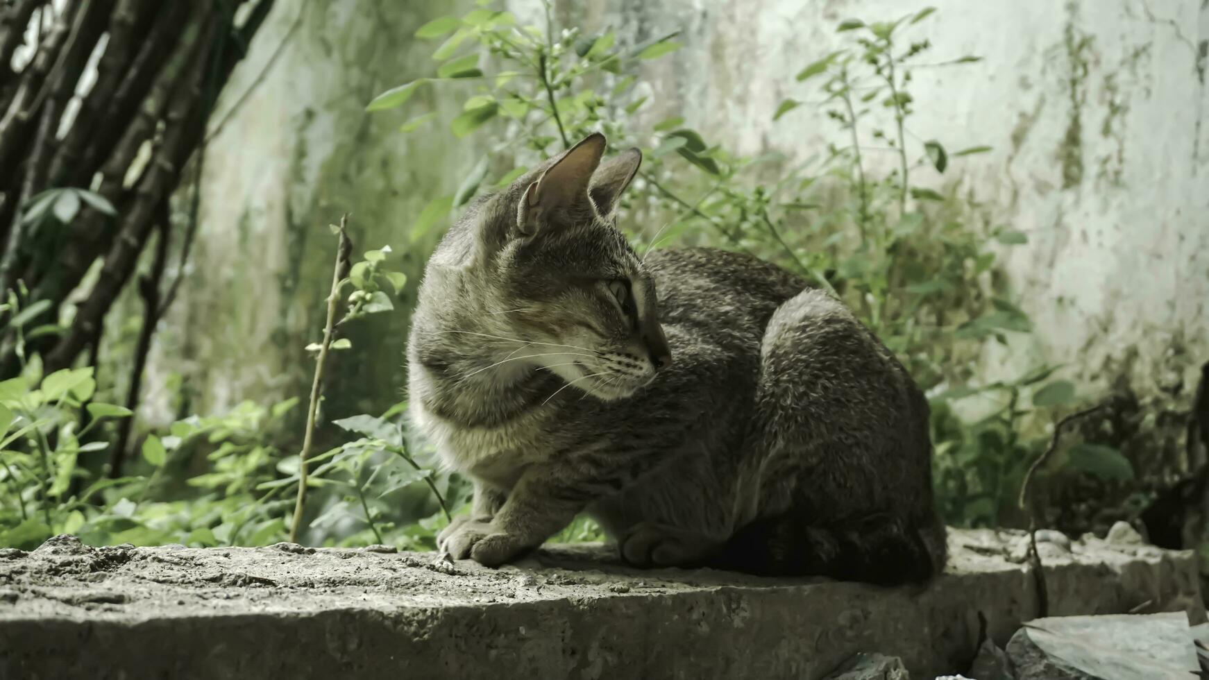carino domestico gatto nel il giardino. selettivo messa a fuoco. ritratto di un' selvaggio gatto nel un' naturale ambiente. seduta, in piedi, vicino su. foto