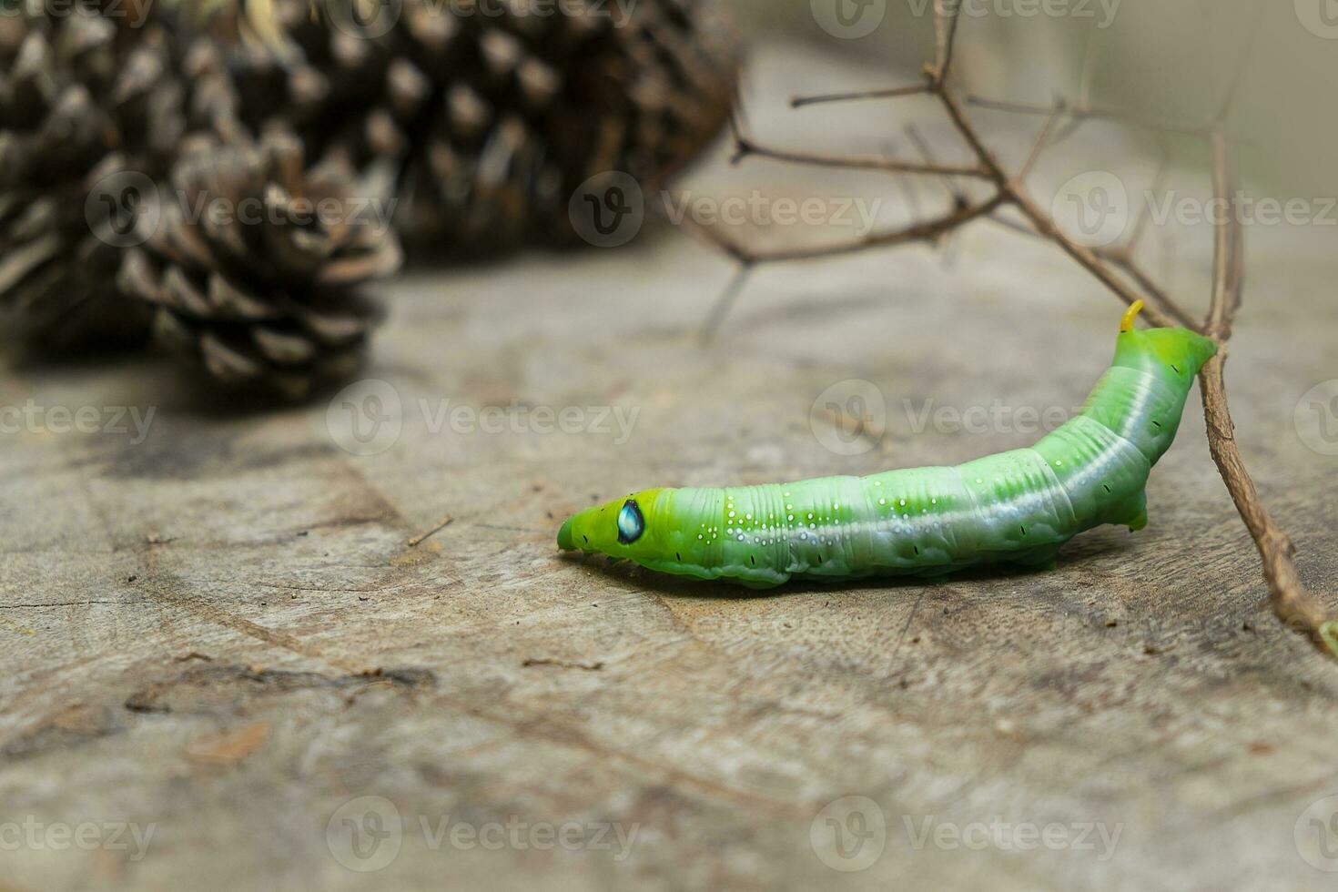 verme verde bruco animali foto