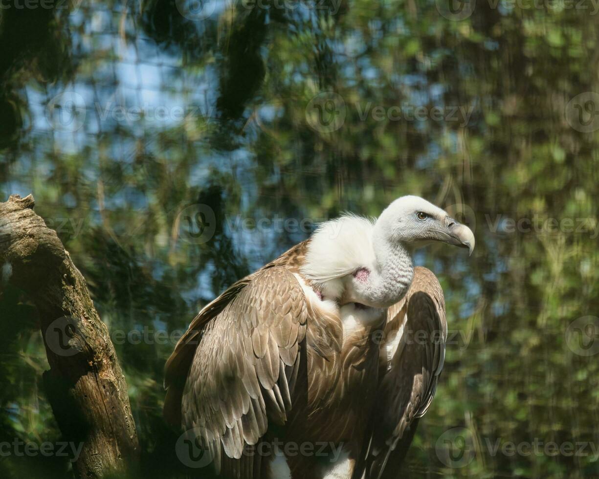 grifone avvoltoio, eurasiatico grifone nel il Parigi zoologico parco, precedentemente conosciuto come il bois de vincennes, 12 ° arrondissement di Parigi, quale coperture un la zona di 14.5 ettari foto