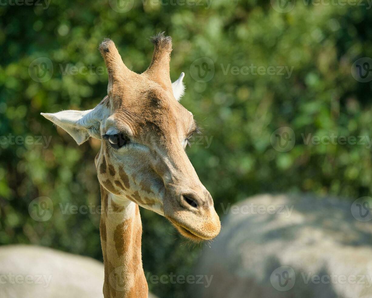 il ovest africano giraffa pelle, testa tiro e pieno corpo nel il Parigi zoologico parco, precedentemente conosciuto come il bois de vincennes, 12 ° arrondissement di Parigi, quale coperture un la zona di 14.5 ettari foto