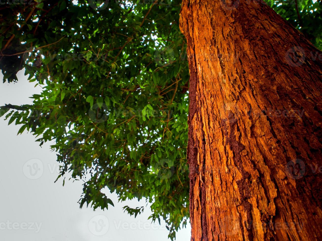 il vivido tronco rosso dell'albero foto