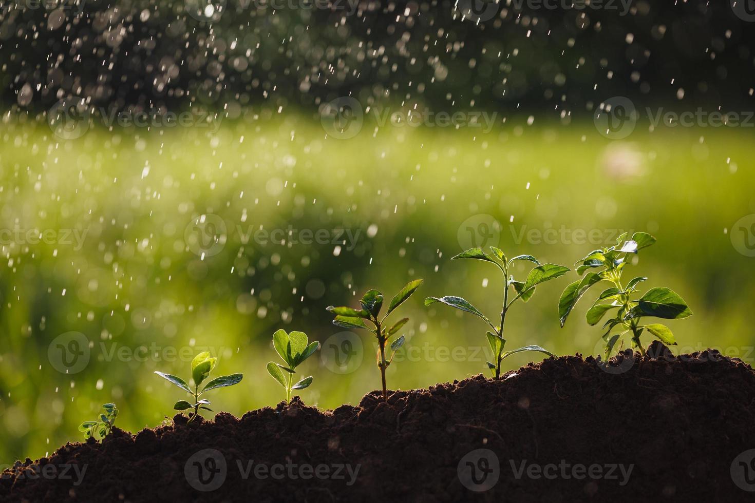 piccoli alberi di diverse dimensioni su sfondo spruzzi d'acqua foto