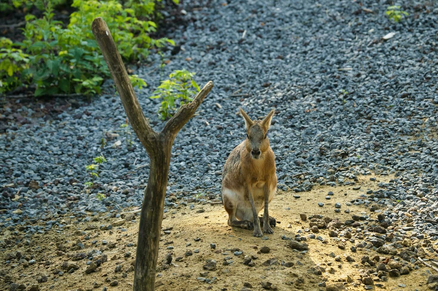 patagonia cavie nel il Parigi zoologico parco, precedentemente conosciuto come il bois de vincennes, 12 ° arrondissement di Parigi, quale coperture un la zona di 14.5 ettari foto