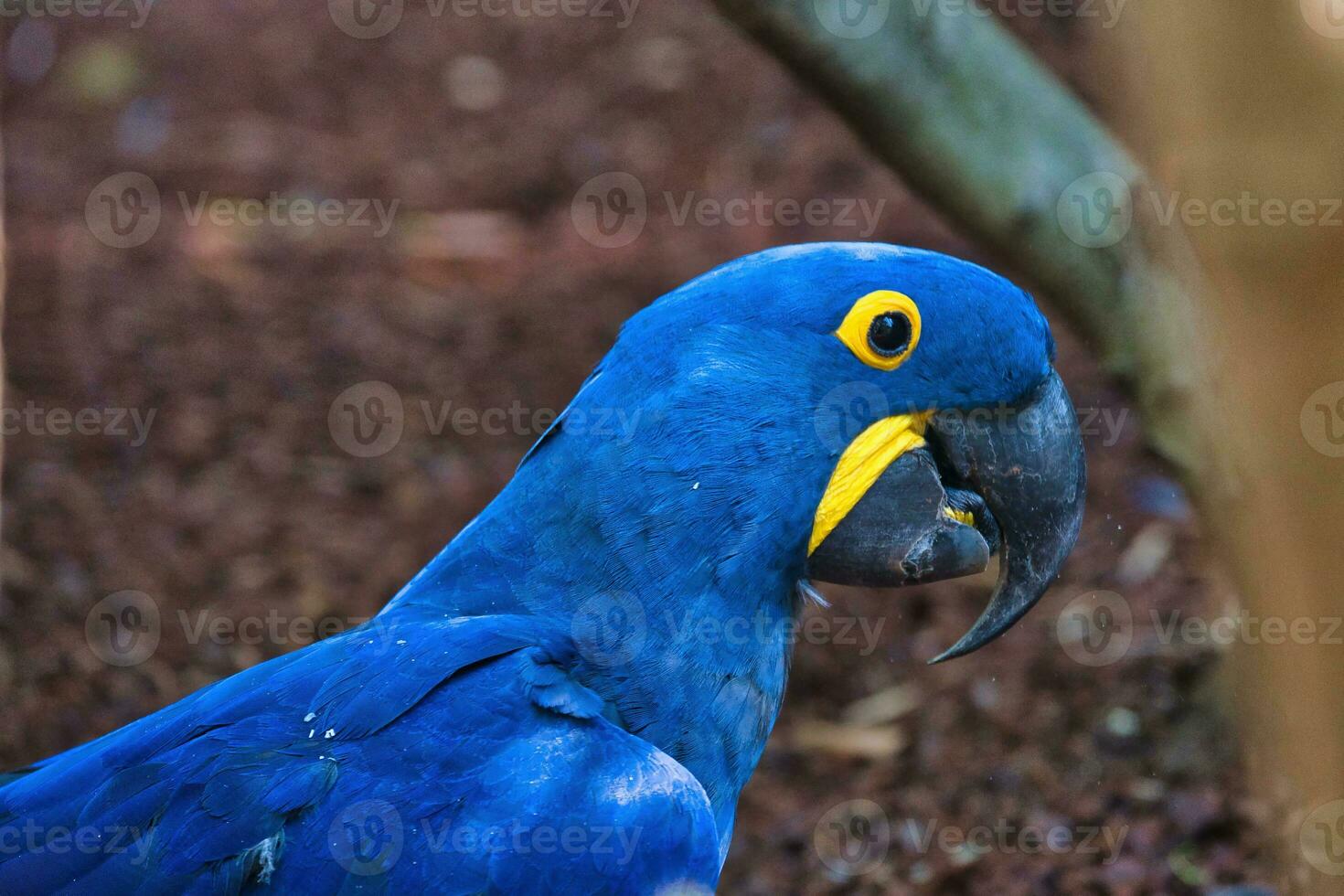 il giacinto ara nel il Parigi zoologico parco, precedentemente conosciuto come il bois de vincennes, 12 ° arrondissement di Parigi, quale coperture un la zona di 14.5 ettari foto