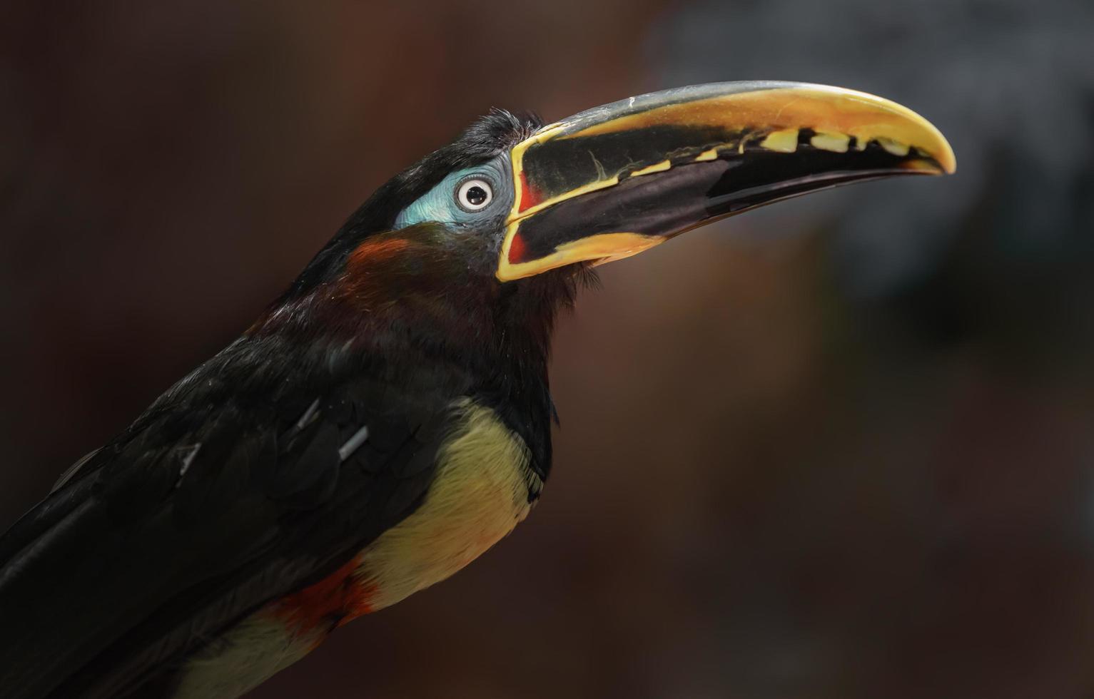 aracari dalle orecchie di castagno foto