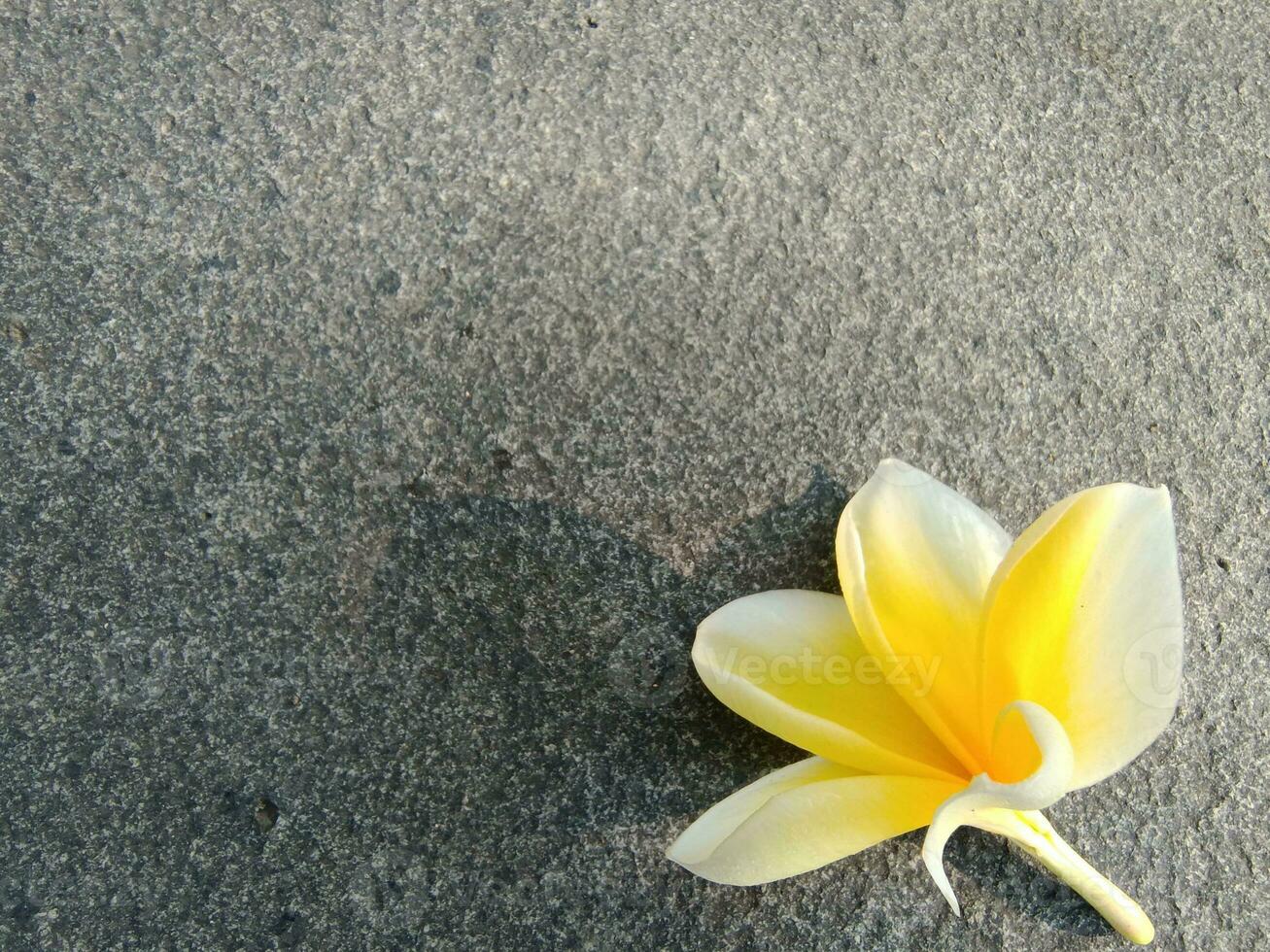 giallo frangipani fiore stabilisce nel estetico piatto roccia foto