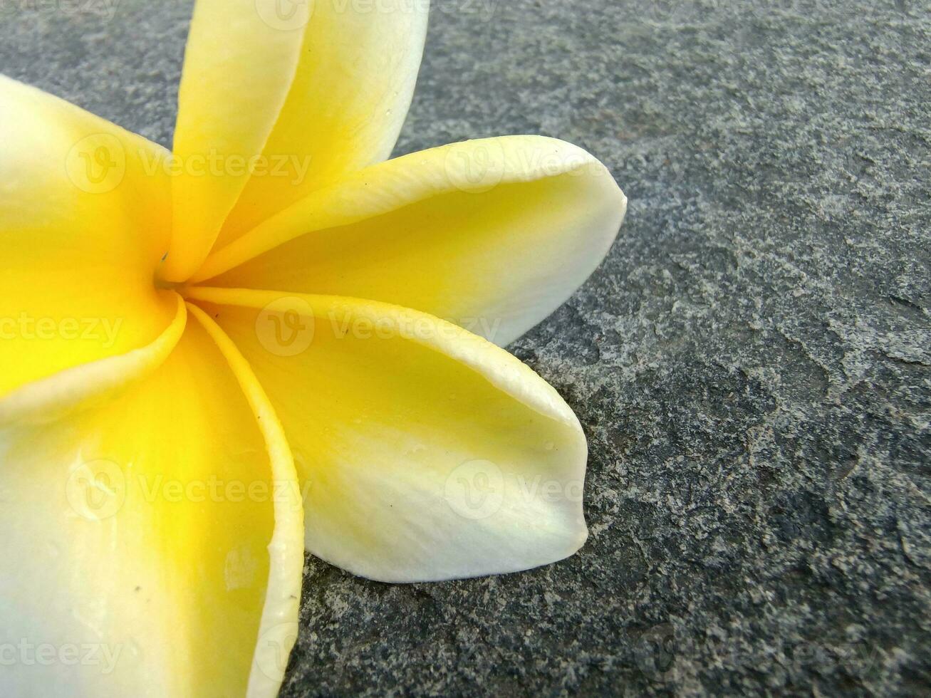 giallo frangipani fiore stabilisce nel estetico piatto roccia foto