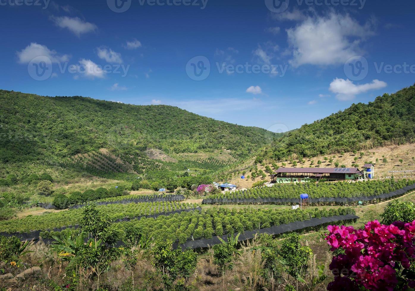 paesaggio rurale della valle con fattoria di pepe biologico vicino a Kampot Cambogia foto